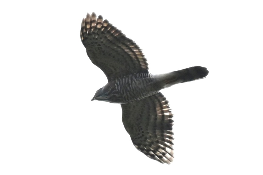 图片4.png 图片4.png