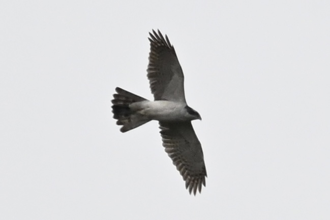 图片5.png 图片5.png