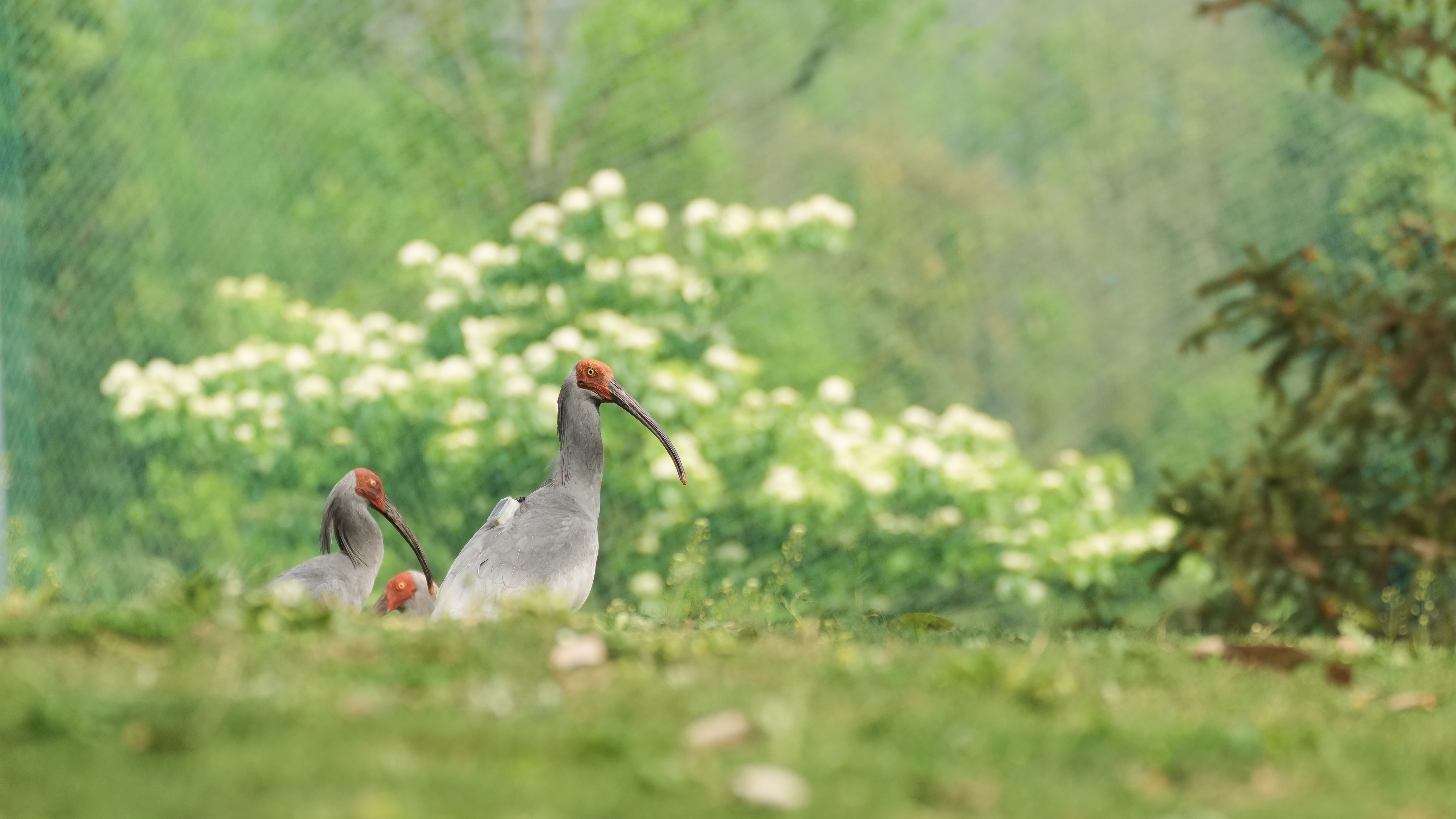 47521041a86cbcde0b3d8f56bb70036b_%E6%B2%90%E5%B7%9D%E7%B9%81%E8%82%B2%E4%B8%AD%E5%BF%83%E7%9A%84%E6%9C%B1%E9%B9%AE%20%E5%9B%BE%E6%BA%90%E6%B2%90%E5%B7%9D%E5%8E%BF%E6%9E%97%E4%B8%9A%E5%B1%80.png 47521041a86cbcde0b3d8f56bb70036b_%E6%B2%90%E5%B7%9D%E7%B9%81%E8%82%B2%E4%B8%AD%E5%BF%83%E7%9A%84%E6%9C%B1%E9%B9%AE%20%E5%9B%BE%E6%BA%90%E6%B2%90%E5%B7%9D%E5%8E%BF%E6%9E%97%E4%B8%9A%E5%B1%80.png