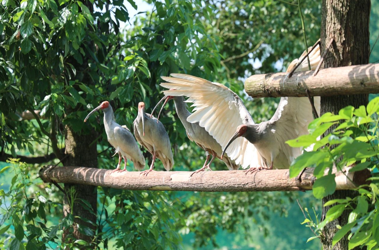 4b093421f04fcbc1e85e710be641c610_%E6%B2%90%E5%B7%9D%EF%BC%9A%E6%9C%B1%E9%B9%AE%E6%94%BE%E9%A3%9E%E6%BF%80%E6%B4%BB%E2%80%9C%E7%94%9F%E6%80%81%20%E2%80%9D%E7%BB%8F%E6%B5%8E%E9%93%BE.png 4b093421f04fcbc1e85e710be641c610_%E6%B2%90%E5%B7%9D%EF%BC%9A%E6%9C%B1%E9%B9%AE%E6%94%BE%E9%A3%9E%E6%BF%80%E6%B4%BB%E2%80%9C%E7%94%9F%E6%80%81%20%E2%80%9D%E7%BB%8F%E6%B5%8E%E9%93%BE.png