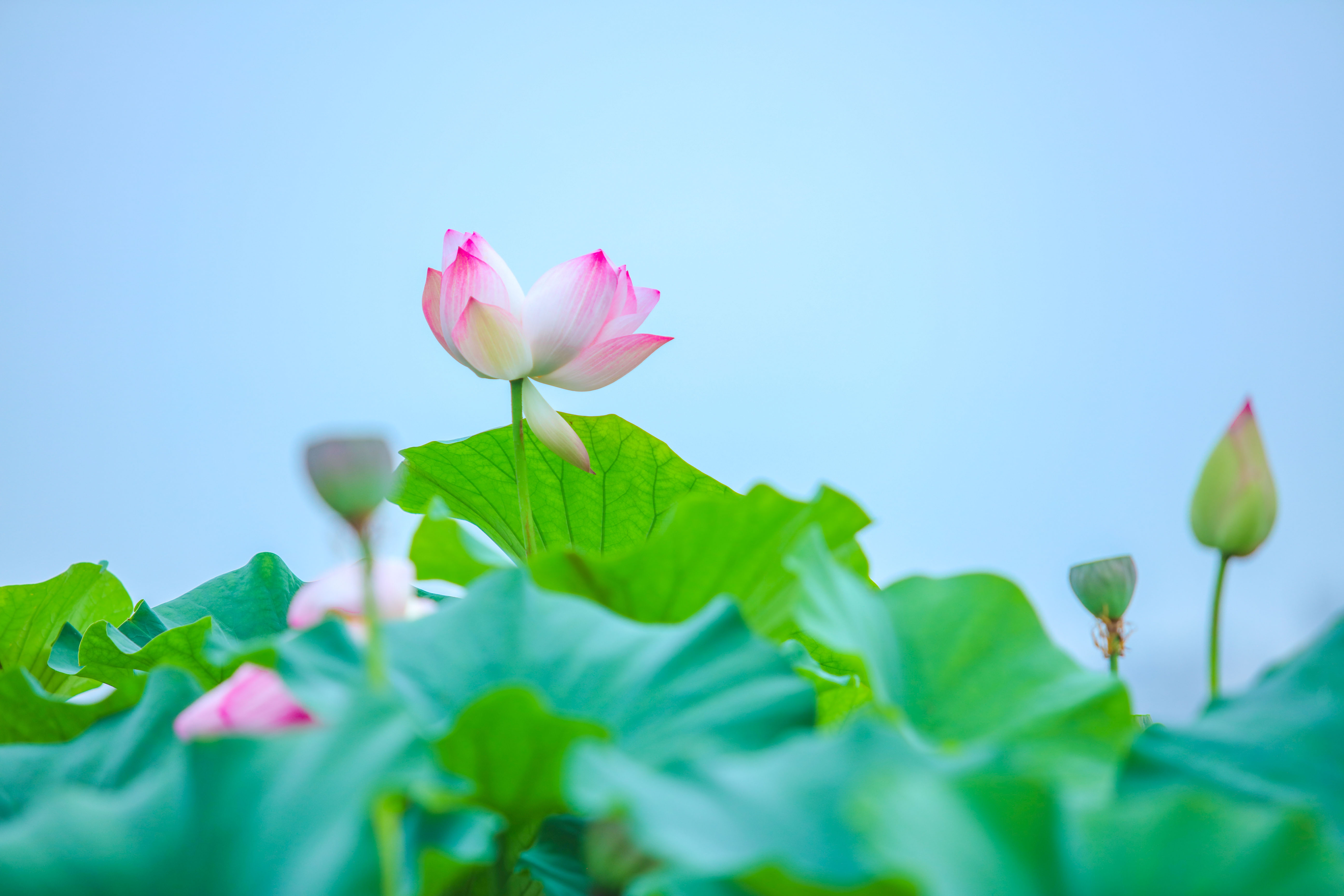 6f02e1db6c4a77ea0142564d75e090fc_%E5%B9%B6%E8%92%82%E8%8E%B2%EF%BC%88%E5%88%98%E6%98%8C%E6%9D%BE%20%E6%91%84%EF%BC%89.jpg 6f02e1db6c4a77ea0142564d75e090fc_%E5%B9%B6%E8%92%82%E8%8E%B2%EF%BC%88%E5%88%98%E6%98%8C%E6%9D%BE%20%E6%91%84%EF%BC%89.jpg