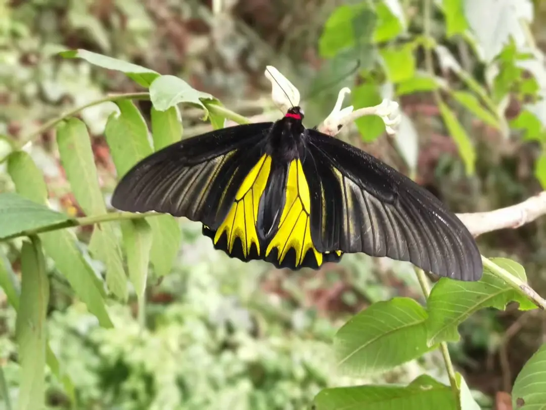 990b7a992aa03bc86c7be2a44f56c1b3_%E5%9B%BE%E7%89%871.png 990b7a992aa03bc86c7be2a44f56c1b3_%E5%9B%BE%E7%89%871.png