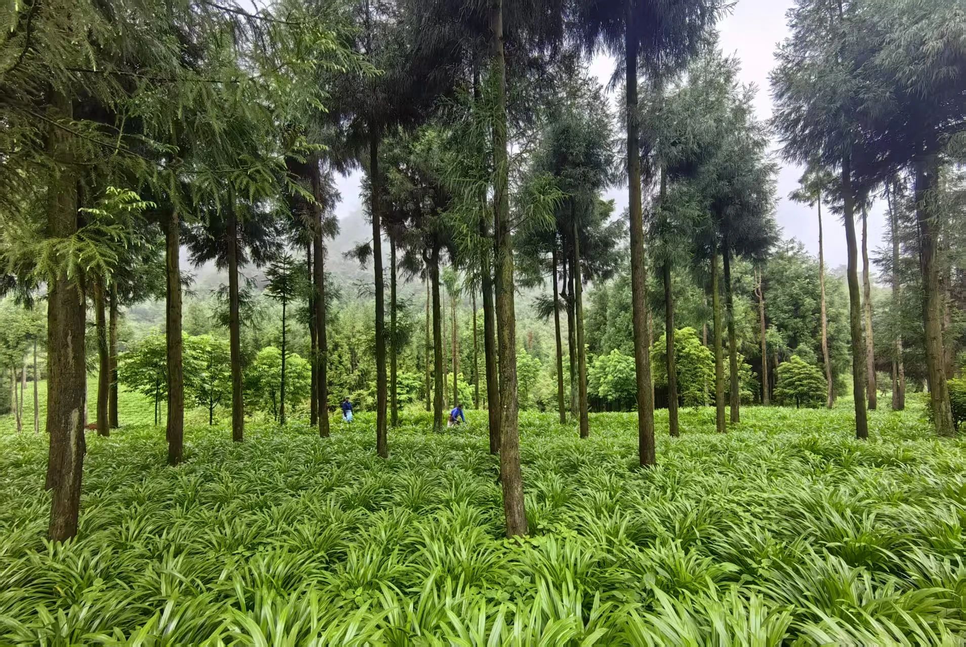 ae6a5109a49a92dc5d335e7fb7b47d3a_%E5%BE%AE%E4%BF%A1%E5%9B%BE%E7%89%87_2025-07-29_153506_222.png ae6a5109a49a92dc5d335e7fb7b47d3a_%E5%BE%AE%E4%BF%A1%E5%9B%BE%E7%89%87_2025-07-29_153506_222.png