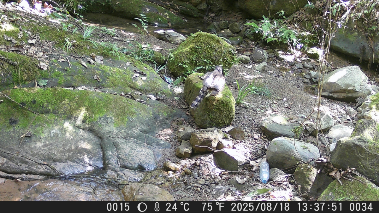 e23a2bfc3128a997f26028fa13778416_%E9%B8%9F.jpg e23a2bfc3128a997f26028fa13778416_%E9%B8%9F.jpg